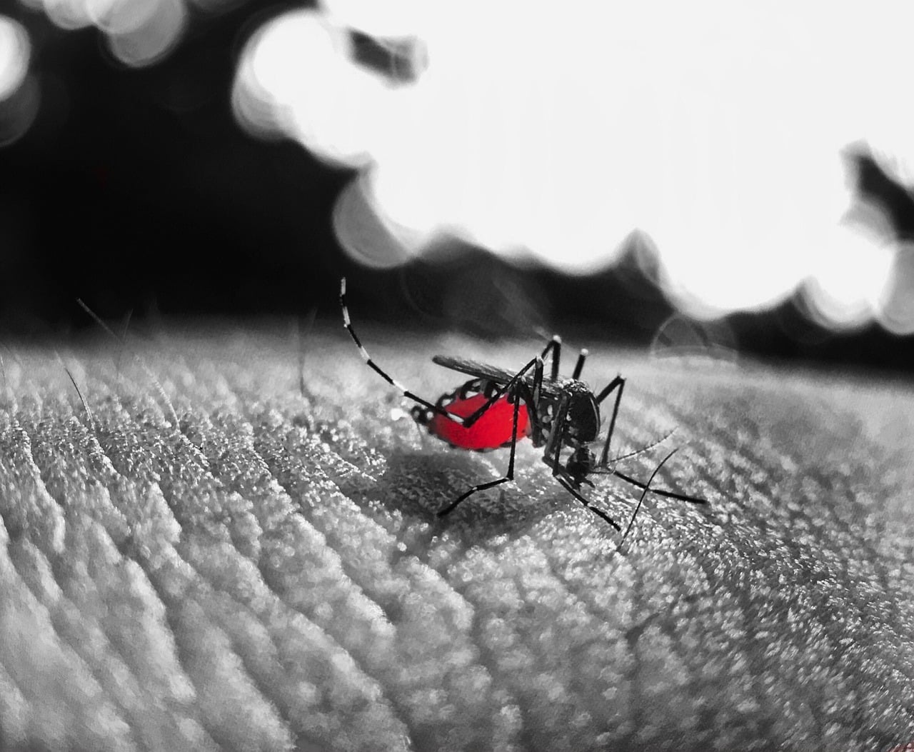 Dengue