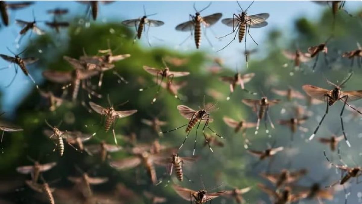 dengue