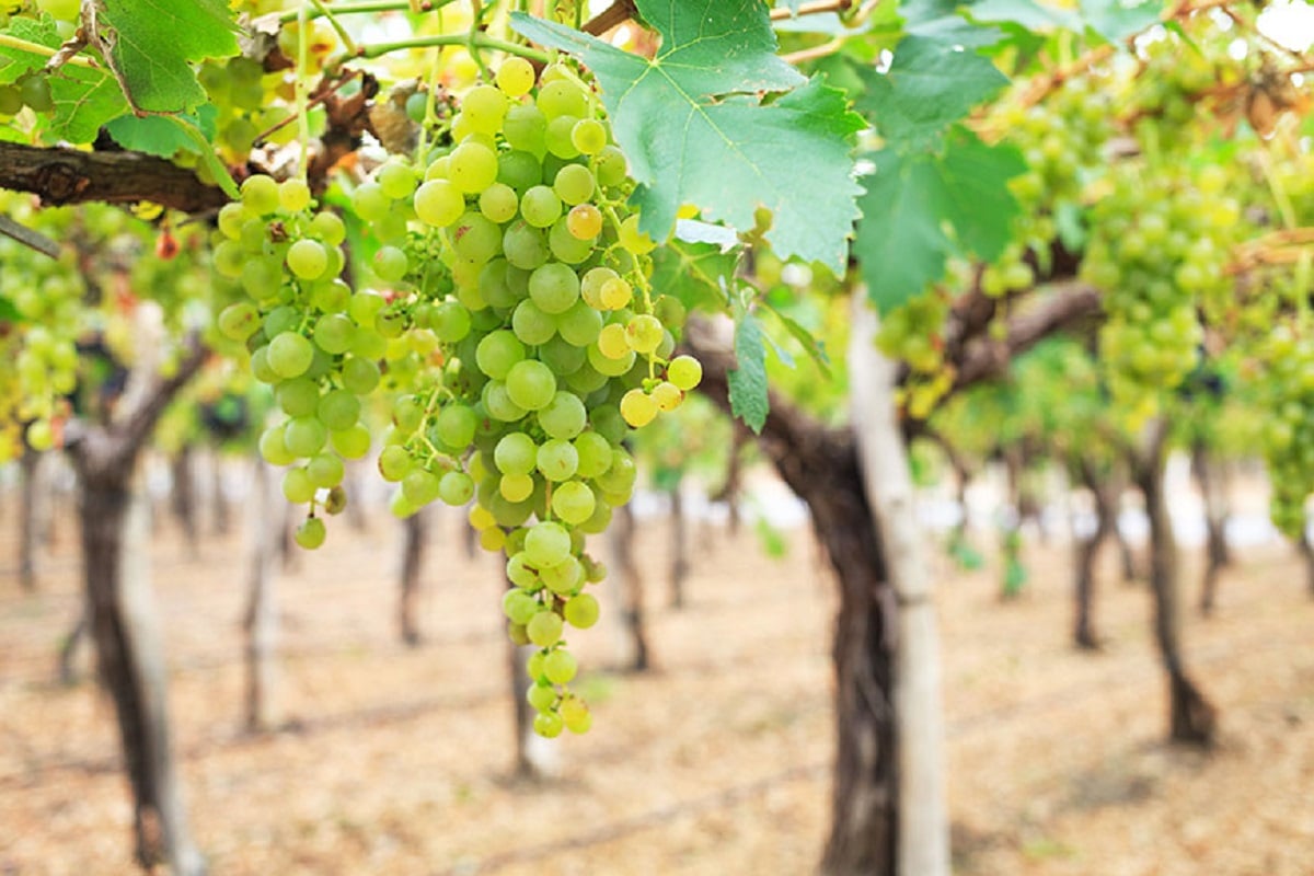 Torrontés Riojano