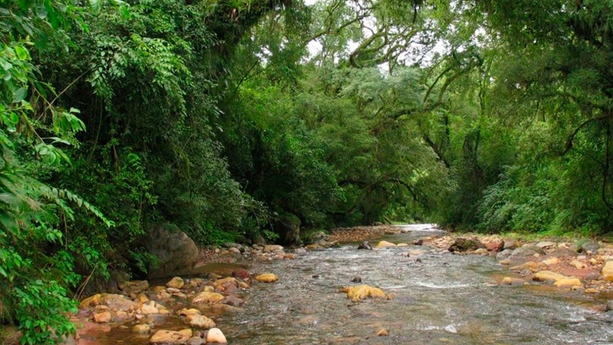 bosque nativo - Salta