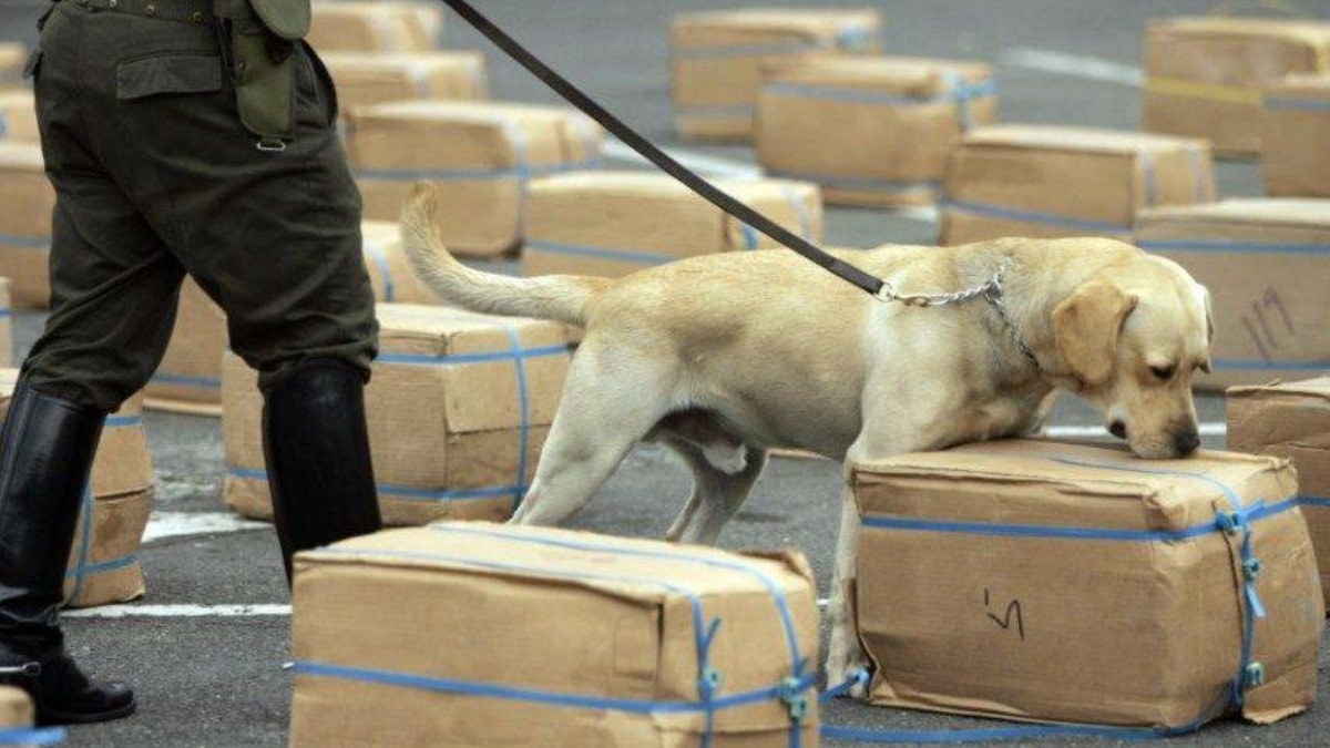 perro antidroga